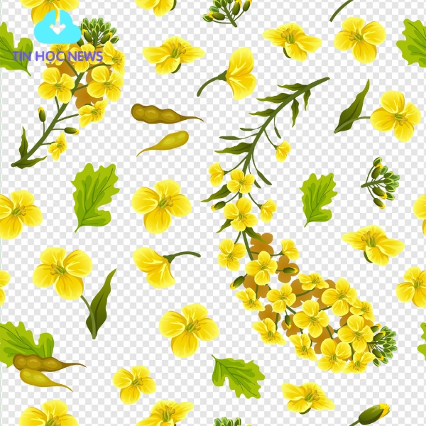 Hoa mai vàng vector png