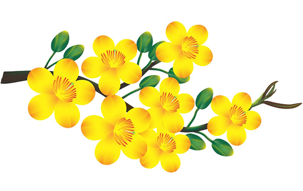 Ảnh hoa mai vector png