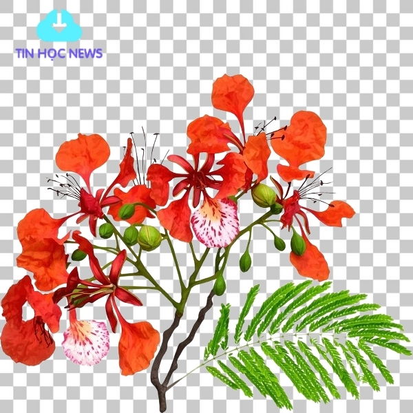 Cành hoa phượng vector tách nền