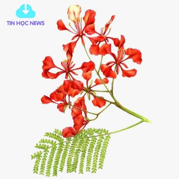 Cành hoa phượng vector