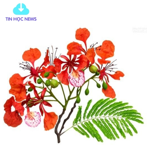 Cành hoa phượng vĩ vector