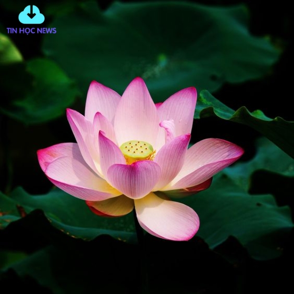 Tải Miễn Phí Hoa Sen Vector Đẹp File PNG, AI, SVG, EPS