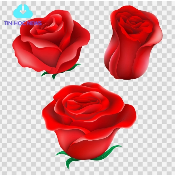 Tải Hoa Hồng Vector Đẹp File Corel, PNG, PSD, PNG Miễn Phí Hoa hồng đỏ vector PNG