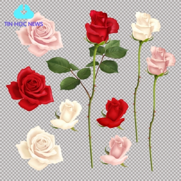 Tải Hoa Hồng Vector Đẹp File Corel, PNG, PSD, PNG Miễn Phí Hoa hồng vector tách nền