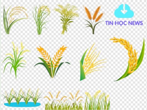 19+ Hình Ảnh Vector Bông Lúa Đẹp Sắc Nét File PNG, PSD, AI