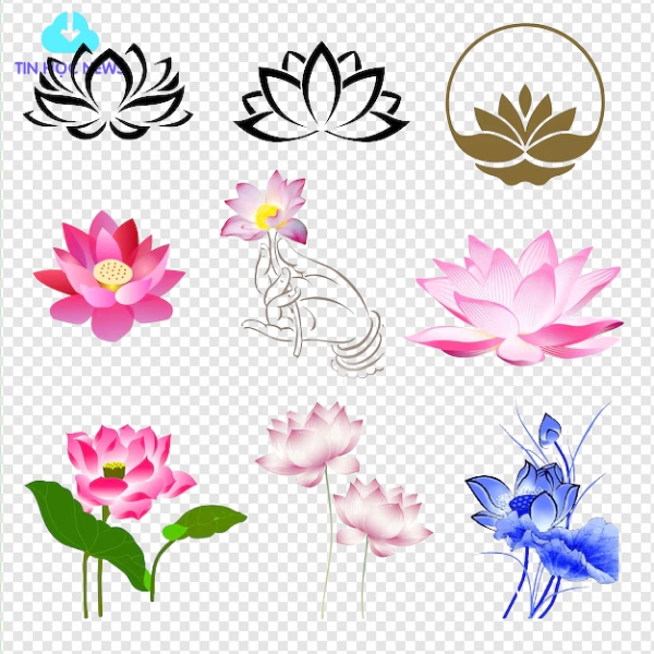 Tải Hoa sen vector Đẹp Xuất Sắc File PNG/AI/EPS Miễn Phí Vector hoa sen đơn giản