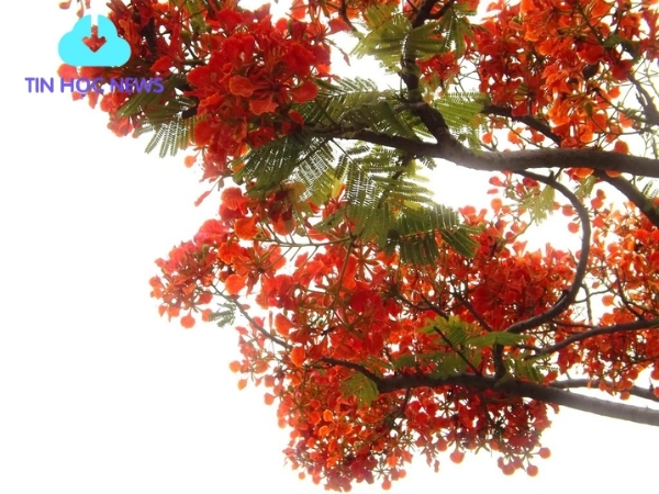 Ý nghĩa của hoa phượng đỏ