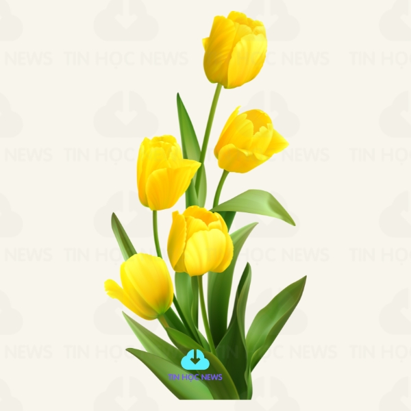 hinh anh hoa tulip vang