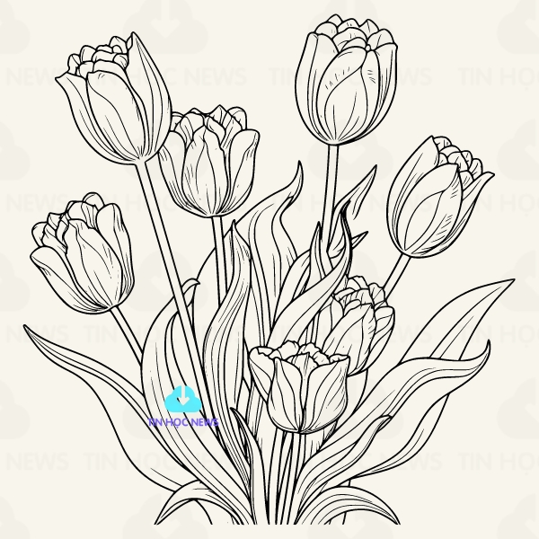 hinh ve hoa tulip png