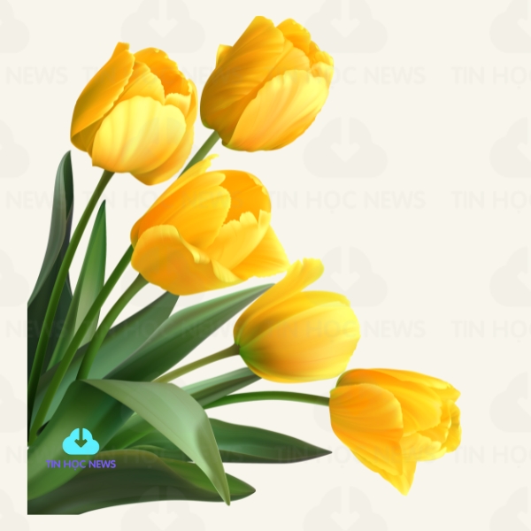 hoa tulip vang