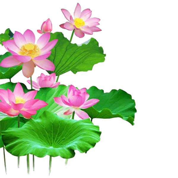 background hình nền hoa sen dạng vector