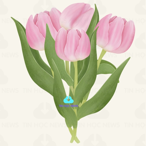 y nghia cua hoa tulip