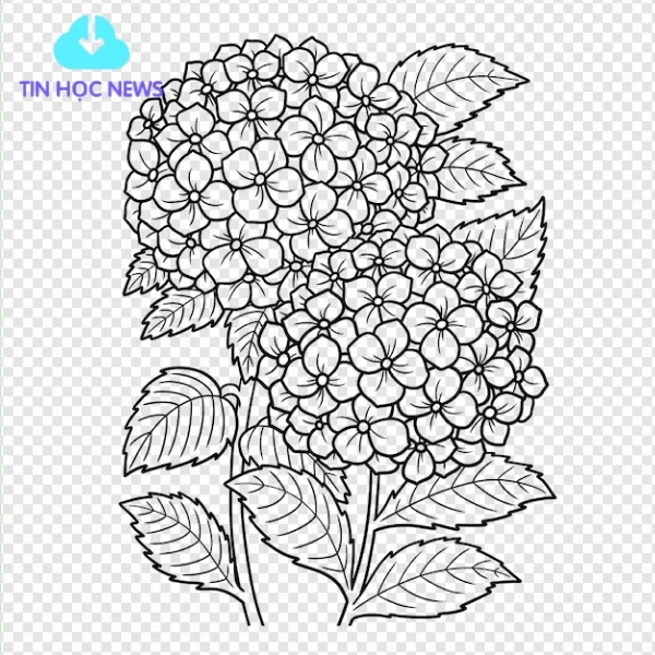 Cẩm tú cầu vector đẹp miễn phí