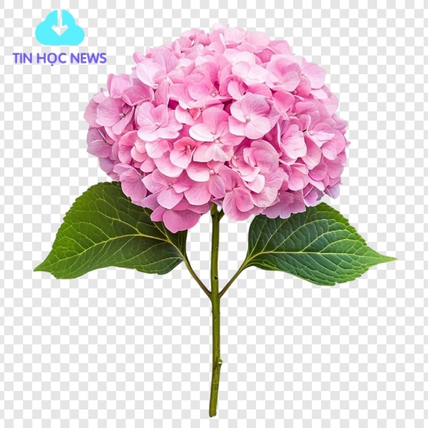 Cẩm tú cầu vector file PNG