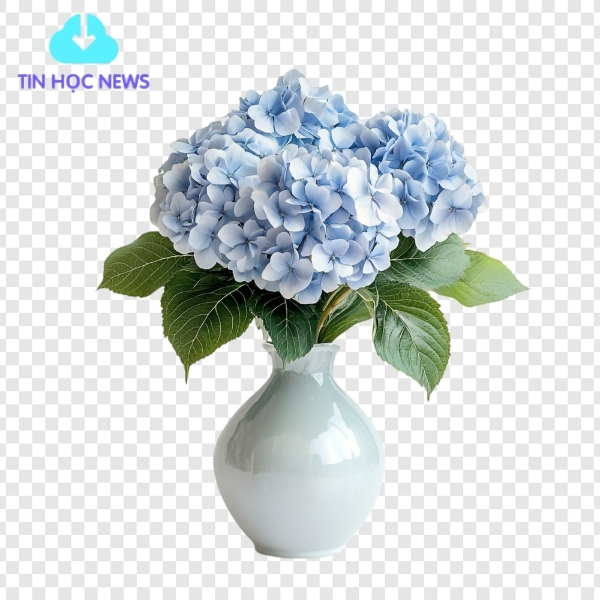 Chậu hoa cẩm tú cầu vector