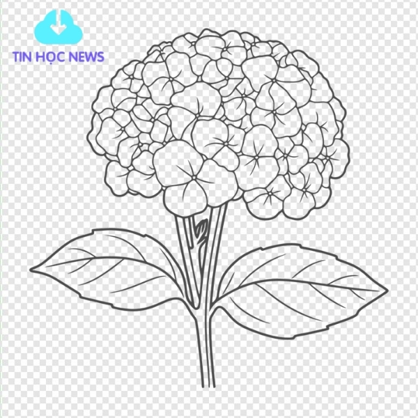 Hình ảnh hoa cẩm tú cầu vector