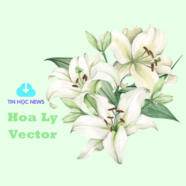 hoa ly vector