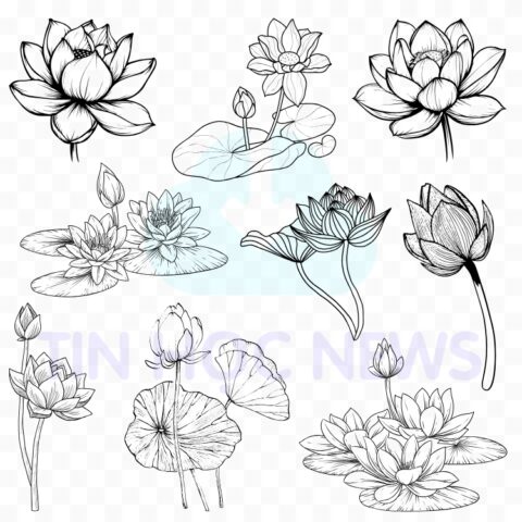 Tải Miễn Phí Hoa Sen Vector Đẹp File PNG, AI, SVG, EPS