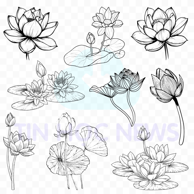 Tải Miễn Phí Hoa Sen Vector Đẹp File PNG, AI, SVG, EPS Họa tiết hoa sen vector