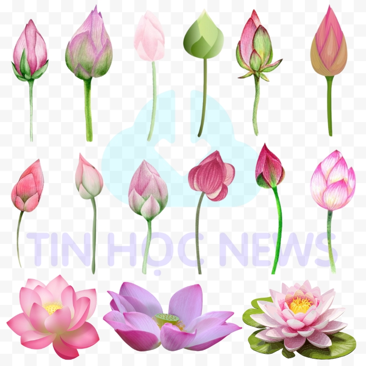 Tải Miễn Phí Hoa Sen Vector Đẹp File PNG, AI, SVG, EPS Hoa sen vector free download