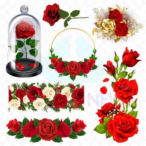 Download Vector Hoa Hồng Đẹp File Corel, PNG, PSD Miễn Phí