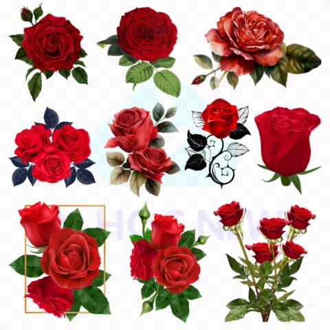 Download Vector Hoa Hồng Đẹp File Corel, PNG, PSD Miễn Phí