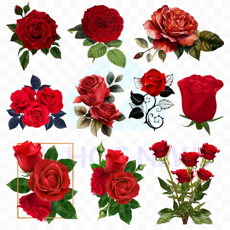 Tổng Hợp Hình Hoa Hồng Vector Đẹp Nhất Cho Trang Trí hoa hồng vector png