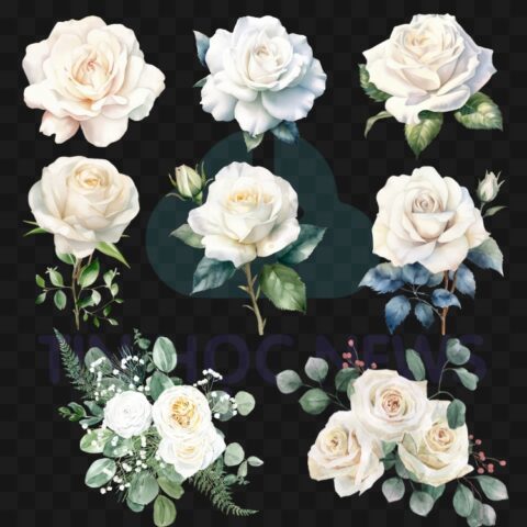 Download Vector Hoa Hồng Đẹp File Corel, PNG, PSD Miễn Phí