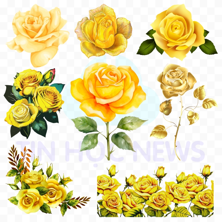 Tổng Hợp Hình Hoa Hồng Vector Đẹp Nhất Cho Trang Trí Hoa hồng vàng vector download free