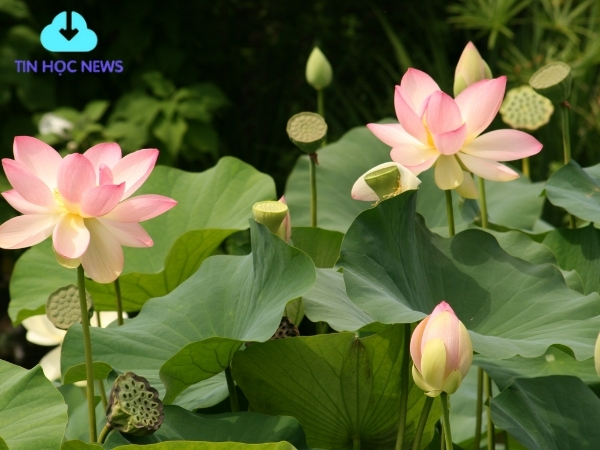 Tải Hoa sen vector Đẹp Xuất Sắc File PNG/AI/EPS Miễn Phí Background máy tính hình hoa sen đẹp mắt