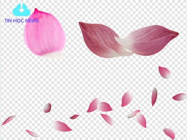 Tải Hoa sen vector Đẹp Xuất Sắc File PNG/AI/EPS Miễn Phí Cánh bông sen vector