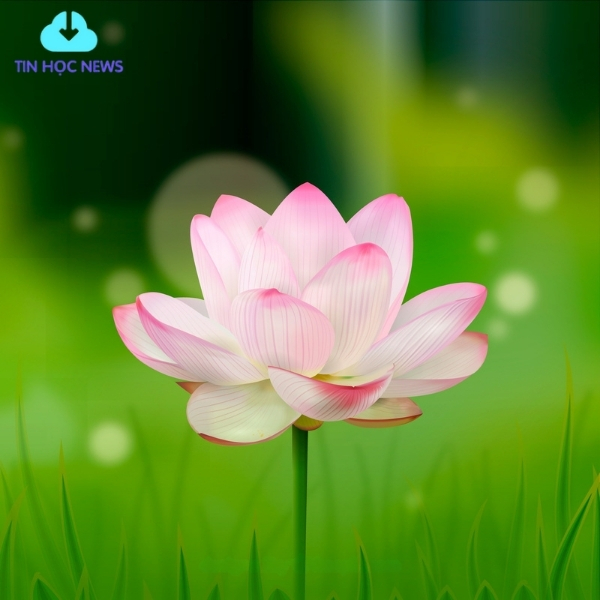 Tải Hoa sen vector Đẹp Xuất Sắc File PNG/AI/EPS Miễn Phí Cây bông sen tinh khiết